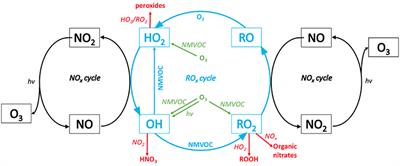 The Interplay Between Ozone and Urban Vegetation—BVOC Emissions, Ozone Deposition, and Tree Ecophysiology